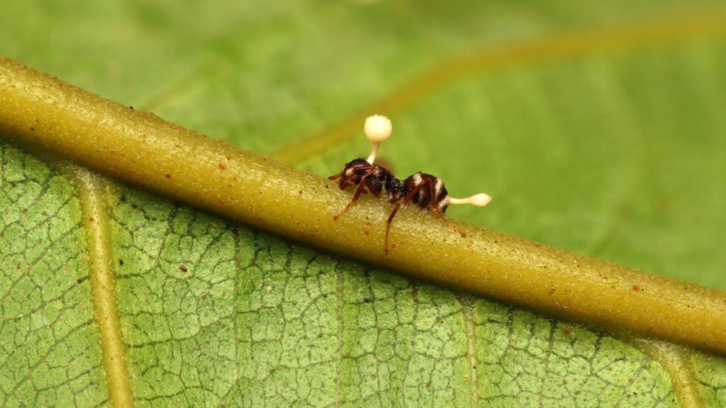 Cordyceps The mushrooms of The Last of Us are real and used in Chinese medicine