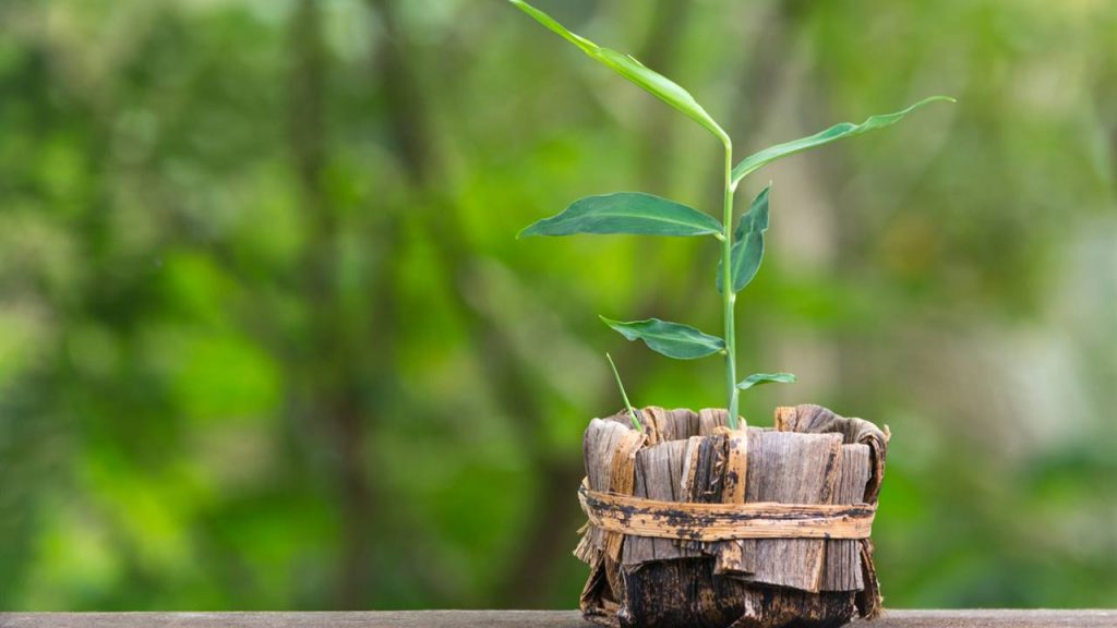 Ginger how to plant it at home, harvest it and care for it