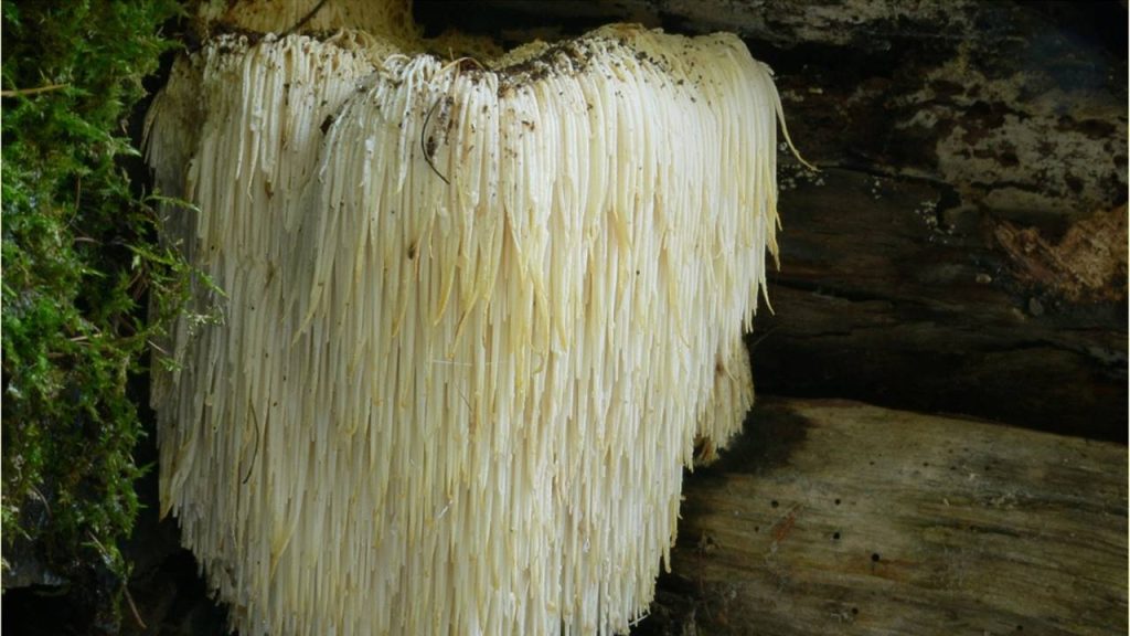 The edible mushroom that improves memory lion's mane