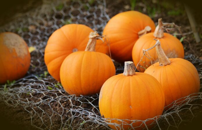 orange pumpkins on hammock